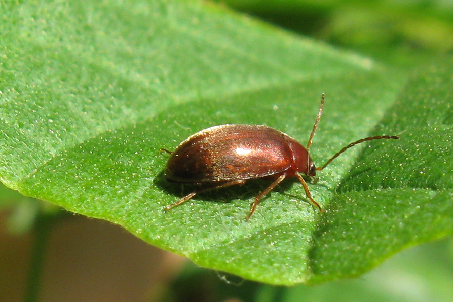 Isomira sp.